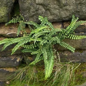 5 Maidenhair Spleenwort Fern Rhizomes – Live Plant – Hardy Outdoor - Image 3