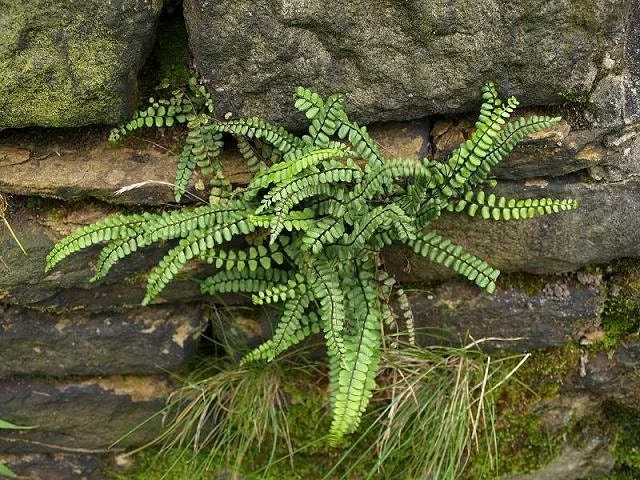 5 Maidenhair Spleenwort Fern Rhizomes – Live Plant – Hardy Outdoor - Image 3