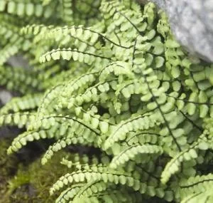 5 Maidenhair Spleenwort Fern Rhizomes – Live Plant – Hardy Outdoor - Image 4