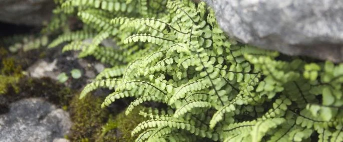 5 Maidenhair Spleenwort Fern Rhizomes – Live Plant – Hardy Outdoor - Image 4