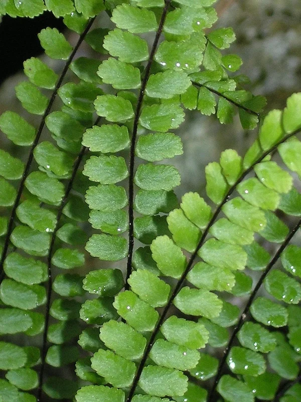 5 Maidenhair Spleenwort Fern Rhizomes – Live Plant – Hardy Outdoor - Image 5
