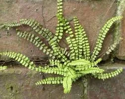 5 Maidenhair Spleenwort Fern Rhizomes – Live Plant – Hardy Outdoor - Image 6