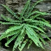 5 Maidenhair Spleenwort Fern Rhizomes – Live Plant – Hardy Outdoor - Image 1