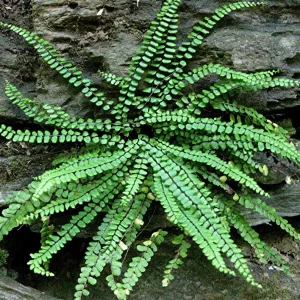 5 Maidenhair Spleenwort Fern Rhizomes – Live Plant – Hardy Outdoor - Image 1