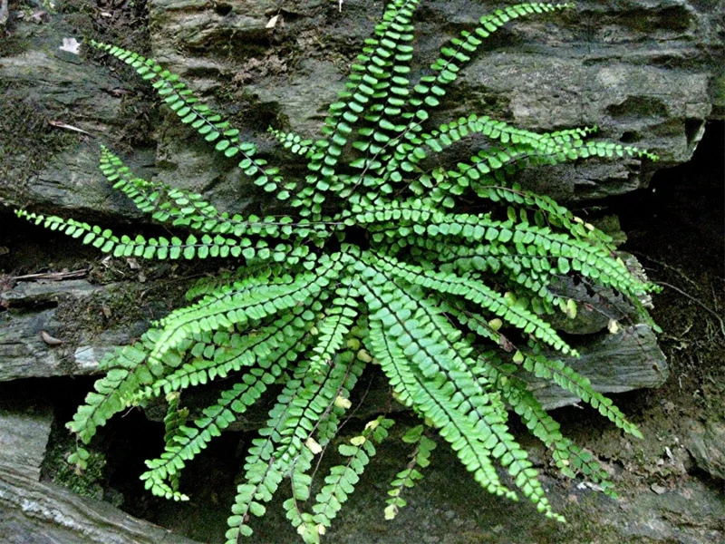 5 Maidenhair Spleenwort Fern Rhizomes – Live Plant – Hardy Outdoor - Image 1