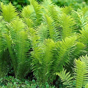 5 Ostrich Fern Bare Roots - Glade Fern Rhizome, 3-6