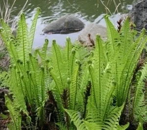 5 Ostrich Fern Bare Roots - Glade Fern Rhizome, 3-6