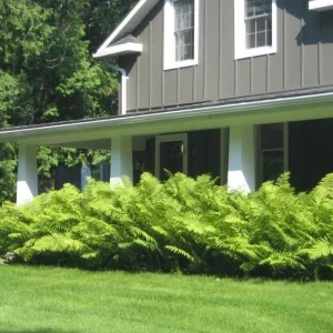 5 Ostrich Fern Bare Roots - Glade Fern Rhizome, 3-6