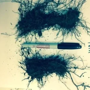 5 Ostrich Fern Bare Roots - Glade Fern Rhizome, 3-6