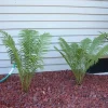 5 Ostrich Fern Bare Roots - Glade Fern Rhizome, 3-6" Length, Zones 3-7 - Image 1