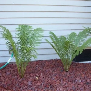 5 Ostrich Fern Bare Roots - Glade Fern Rhizome, 3-6