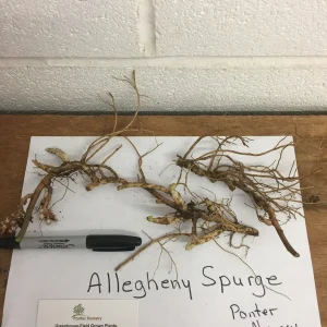 5 Pachysandra Procumbens Roots - Allegheny Spurge Live Plant - Mountain Spurge - Image 3