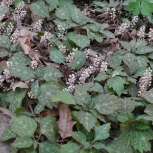 5 Pachysandra Procumbens Roots - Allegheny Spurge Live Plant - Mountain Spurge - Image 4