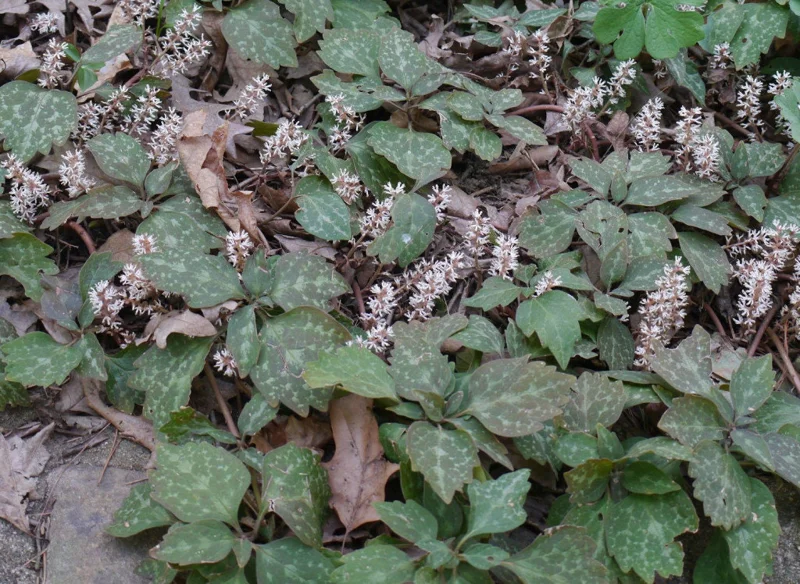 5 Pachysandra Procumbens Roots - Allegheny Spurge Live Plant - Mountain Spurge - Image 4