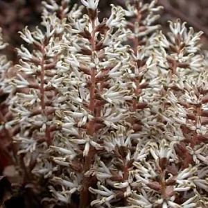 5 Pachysandra Procumbens Roots - Allegheny Spurge Live Plant - Mountain Spurge - Image 5