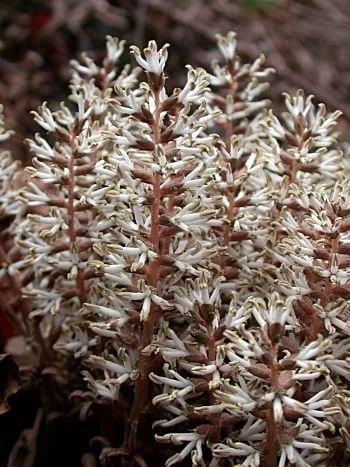 5 Pachysandra Procumbens Roots - Allegheny Spurge Live Plant - Mountain Spurge - Image 5