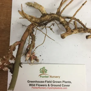 5 Pachysandra Procumbens Roots - Allegheny Spurge Live Plant - Mountain Spurge - Image 6