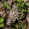 5 Pachysandra Procumbens Roots - Allegheny Spurge Live Plant - Mountain Spurge - Image 1