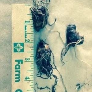 5 White Trillium Bulbs - Wood Lily (Trillium grandiflorum) - Hardy Perennial Wildflower - Image 2