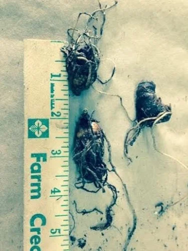 5 White Trillium Bulbs - Wood Lily (Trillium grandiflorum) - Hardy Perennial Wildflower - Image 2