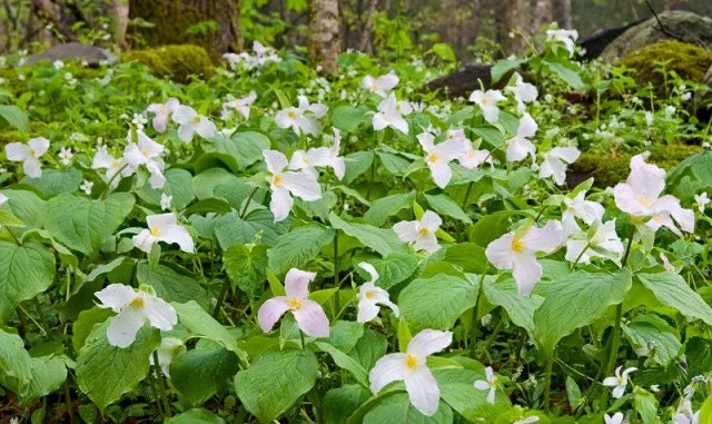 5 White Trillium Bulbs - Wood Lily (Trillium grandiflorum) - Hardy Perennial Wildflower - Image 3