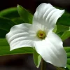 5 White Trillium Bulbs - Wood Lily (Trillium grandiflorum) - Hardy Perennial Wildflower - Image 1