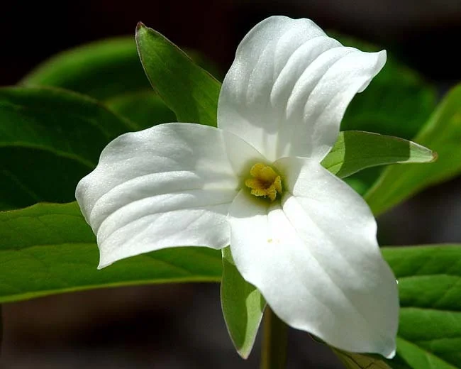 5 White Trillium Bulbs - Wood Lily (Trillium grandiflorum) - Hardy Perennial Wildflower - Image 1