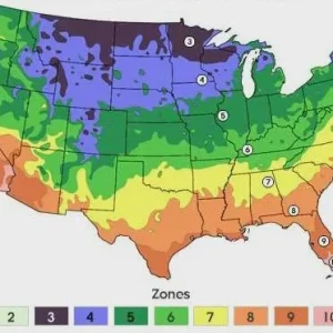 50 Count Mixed Onion Bulb Assortment – Red, White, Yellow Varieties – Non-GMO - Image 4