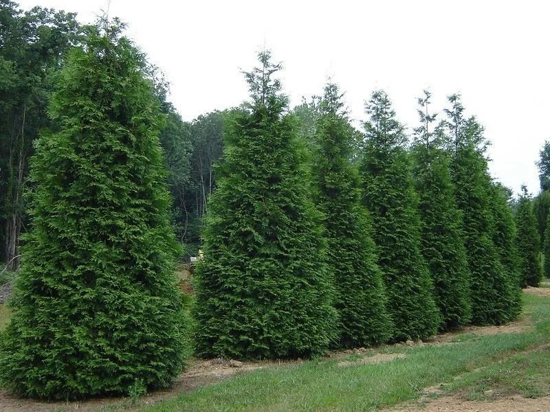 50 Thuja Green Giant Arborvitae Live Plants – 2.5" Pot – 6-12" Tall – Fast Growing Privacy Trees - Image 1