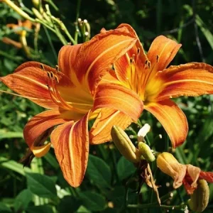 50 Wild Orange Daylily Bare Root Plants - Ditch Lily, 3 ft Tall, Outdoor - Image 3