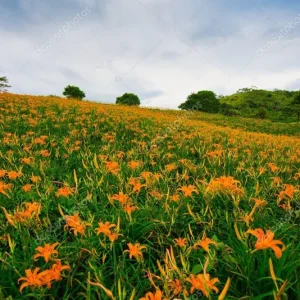 50 Wild Orange Daylily Bare Root Plants - Ditch Lily, 3 ft Tall, Outdoor - Image 4