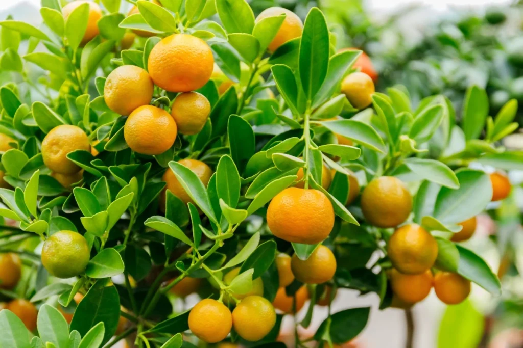Calamansi fruits