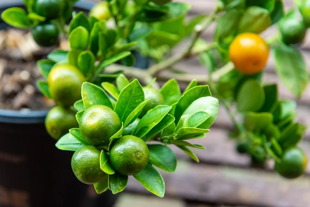 Calamansi Plant care, Calamansi care, Calamansi plant, Calamansi tree 