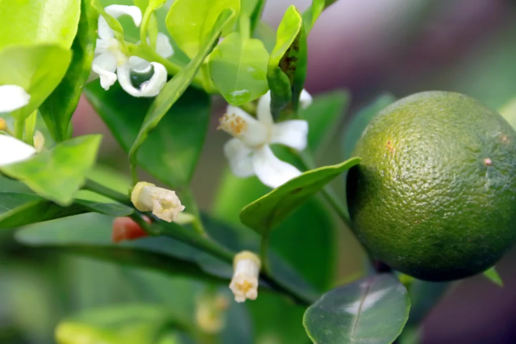 Calamansi fruits and flowers