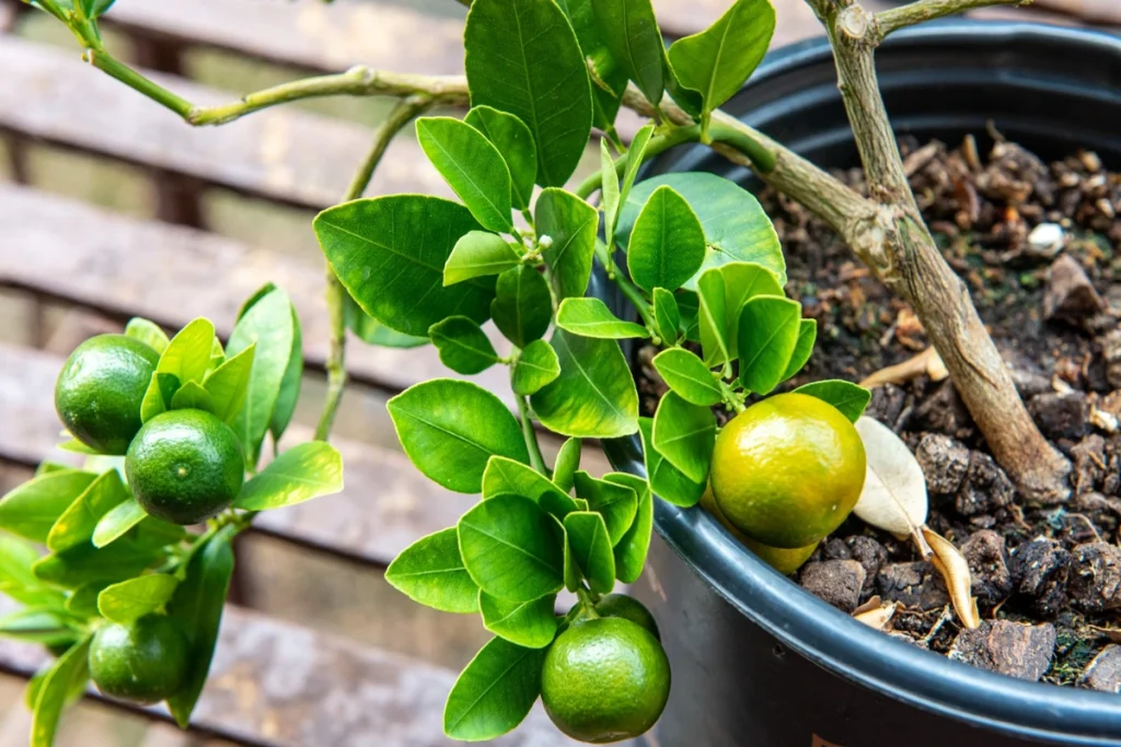 Calamansi tree planting in pots, calamondin care