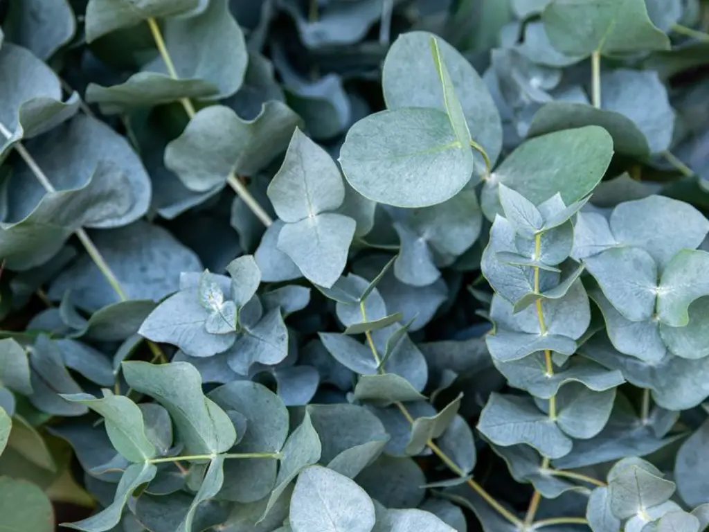 Eucalyptus Cinerea (Silver Dollar Gum)