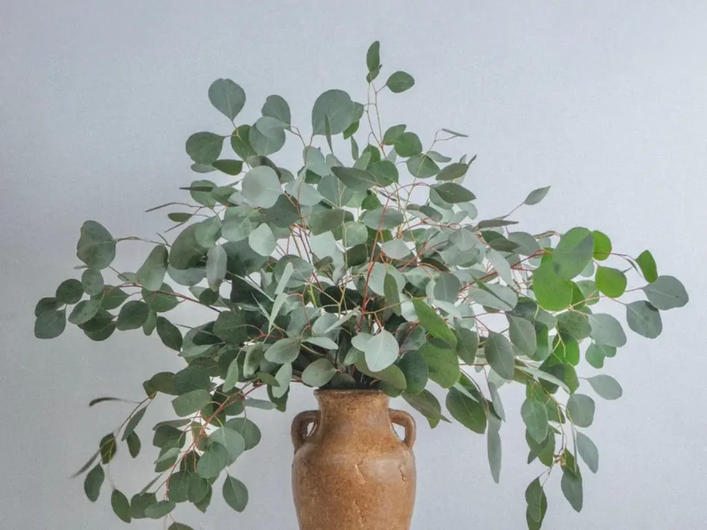 Eucalyptus Polyanthemos (Red Box)