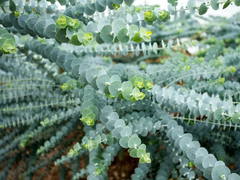 Eucalyptus Pulverulenta (Baby Blue Gum) - one of popular varieties of eucalyptus