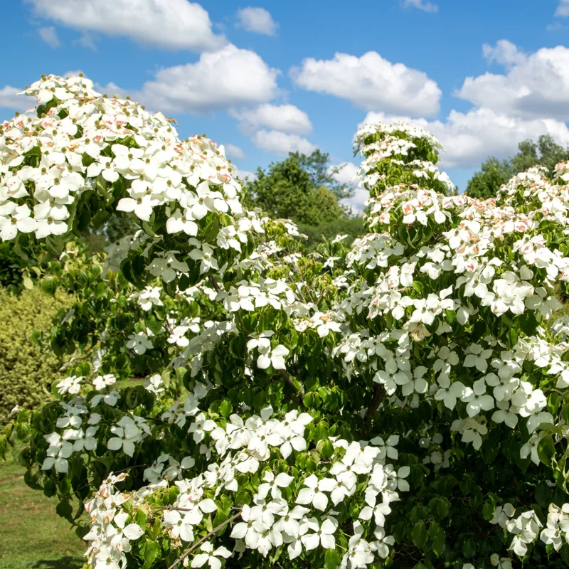 White Flowering Dogwood Trees
