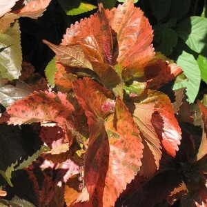 Acalypha Chenille Copper Live Plant - 2-Pack, 4-6