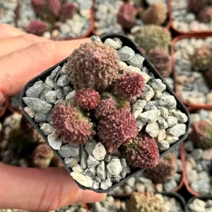 Adromischus Aarianiae Live Succulent Plant - Rare & Easy Care Indoor Succulent in 2 inch Pot - Image 2