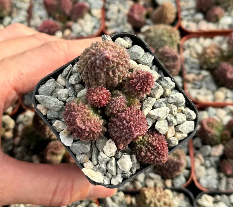 Adromischus Aarianiae Live Succulent Plant - Rare & Easy Care Indoor Succulent in 2 inch Pot - Image 2
