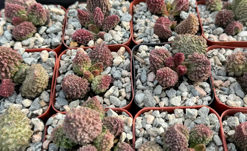 Adromischus Aarianiae Live Succulent Plant - Rare & Easy Care Indoor Succulent in 2 inch Pot - Image 3