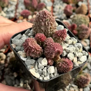 Adromischus Aarianiae Live Succulent Plant - Rare & Easy Care Indoor Succulent in 2 inch Pot - Image 1