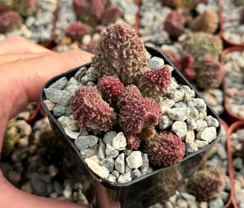 Adromischus Aarianiae Live Succulent Plant - Rare & Easy Care Indoor Succulent in 2 inch Pot - Image 1