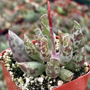 Adromischus Cooperi Live Plant – Plover Eggs Succulent – 3 inch Pot – Indoor - Image 2
