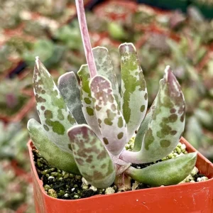 Adromischus Cooperi Live Plant – Plover Eggs Succulent – 3 inch Pot – Indoor - Image 3