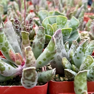 Adromischus Cooperi Live Plant – Plover Eggs Succulent – 3 inch Pot – Indoor - Image 4