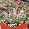 Adromischus Cooperi Live Plant – Plover Eggs Succulent – 3 inch Pot – Indoor - Image 1