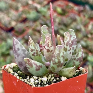 Adromischus Cooperi Live Plant – Plover Eggs Succulent – 3 inch Pot – Indoor - Image 1